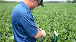 Man cutting soybean stem in field Man cutting soybean stem in field