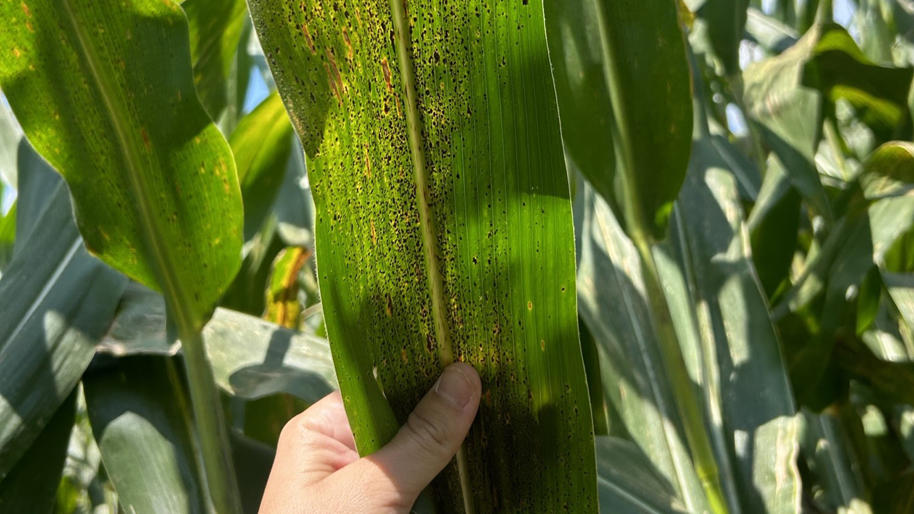 Tar spot was out in force in southwest Indiana last year