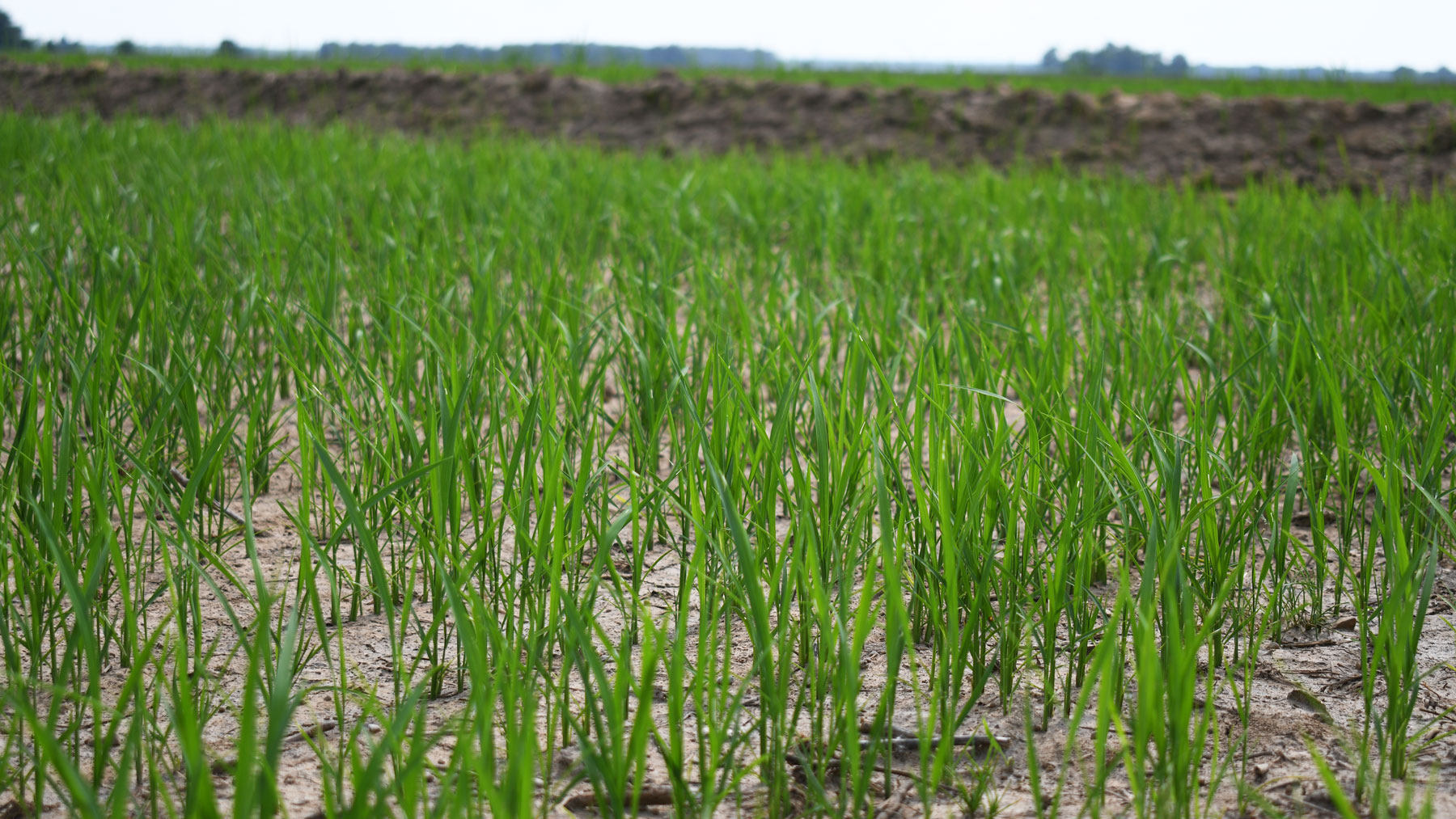 Close up of an early planted rice field in Arkansas.