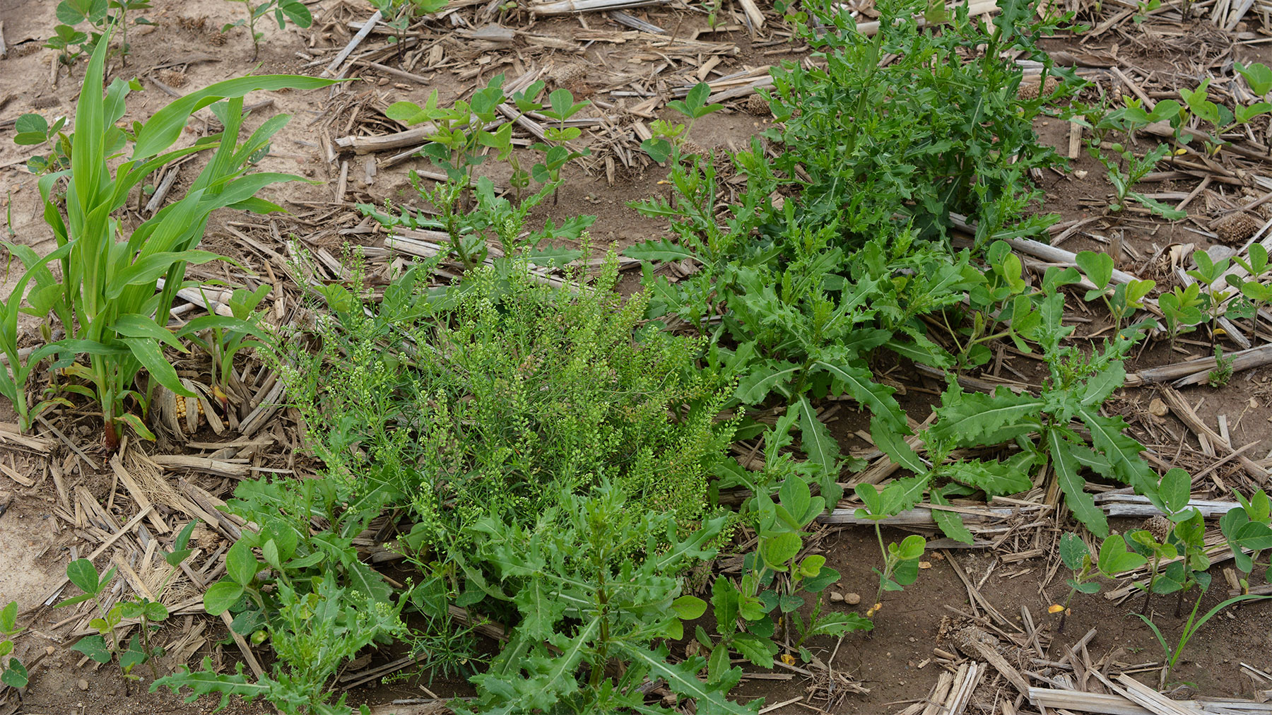 Canada thistle and volunteer corn overtake a soybean field