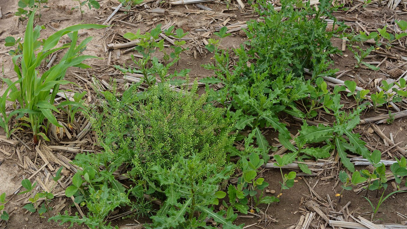 Canada thistle and volunteer corn overtake a soybean field Canada thistle and volunteer corn overtake a soybean field