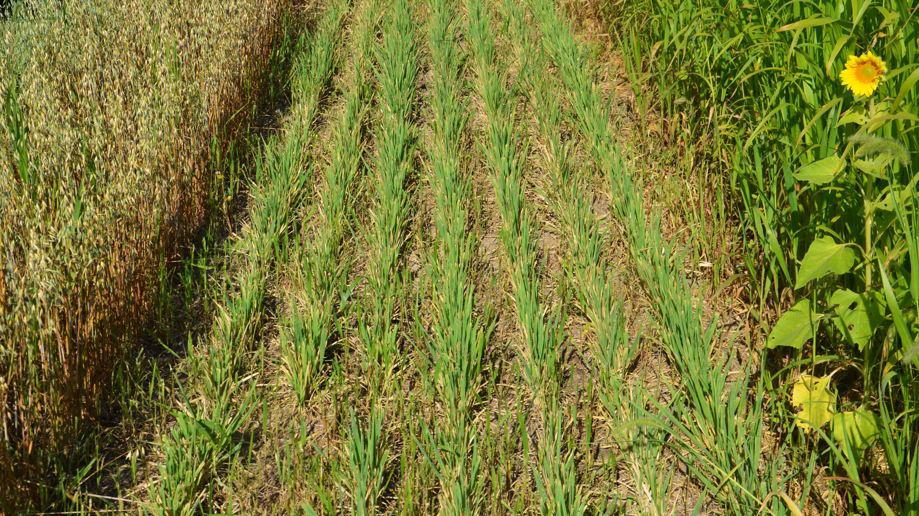 spring-planted cover crops of oats and sunflowers 