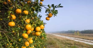 orange-orchard-early-morning-florida-GettyImages-1133859223.jpg orange-orchard-early-morning-florida-GettyImages-1133859223.jpg