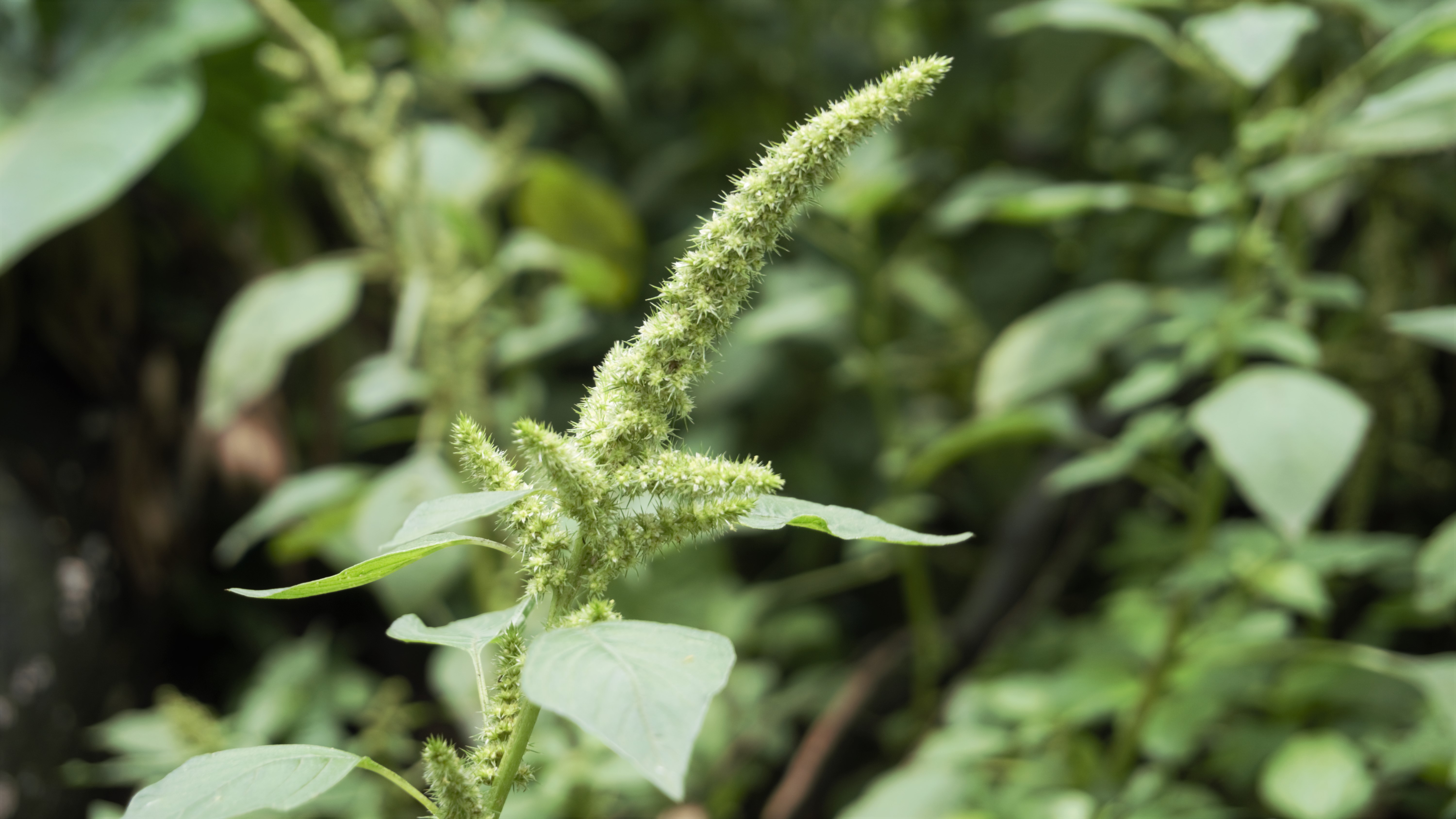 pigweed