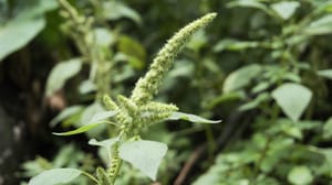 pigweed pigweed