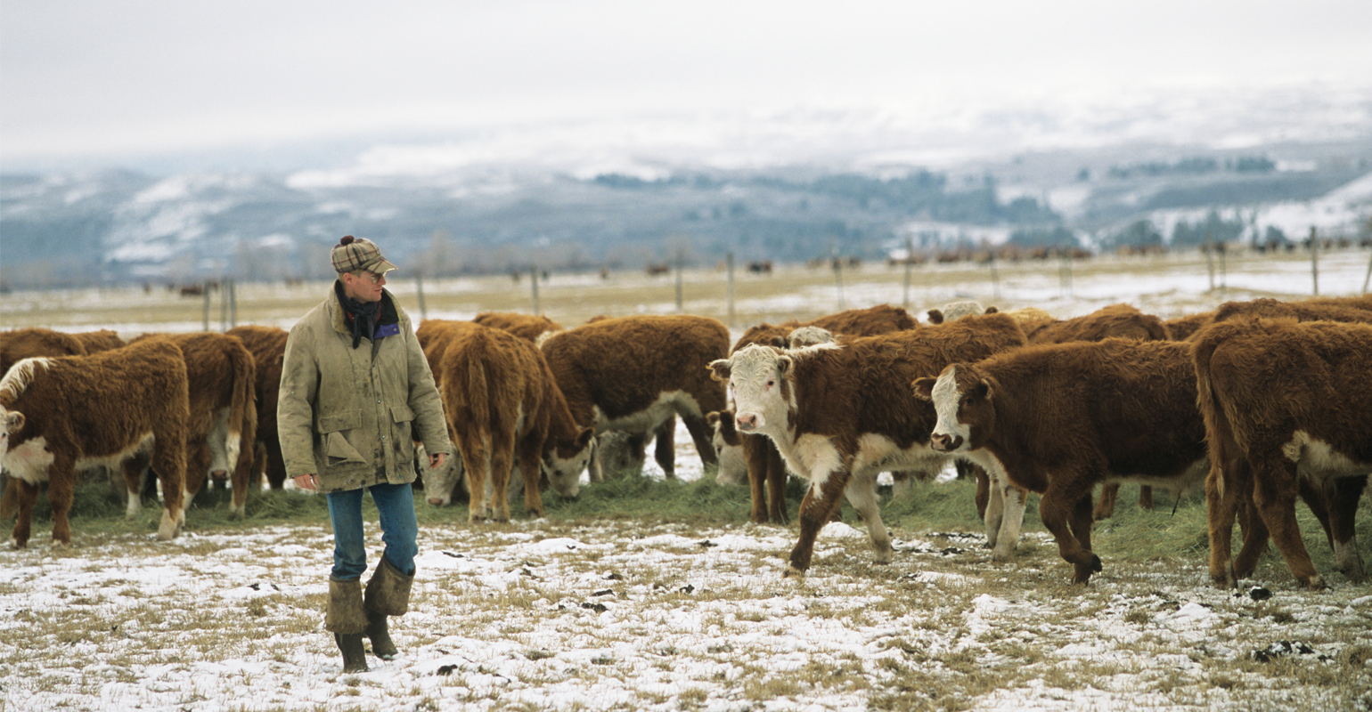 Young male rancher walking in a field