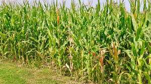 A cornfield with discolored plant leaves indicative of corn stunt disease A cornfield with discolored plant leaves indicative of corn stunt disease