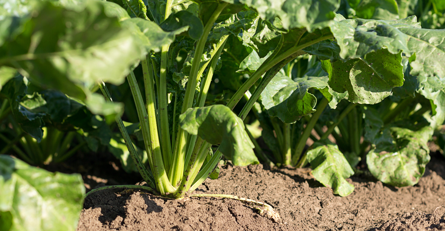 sugar beet plants