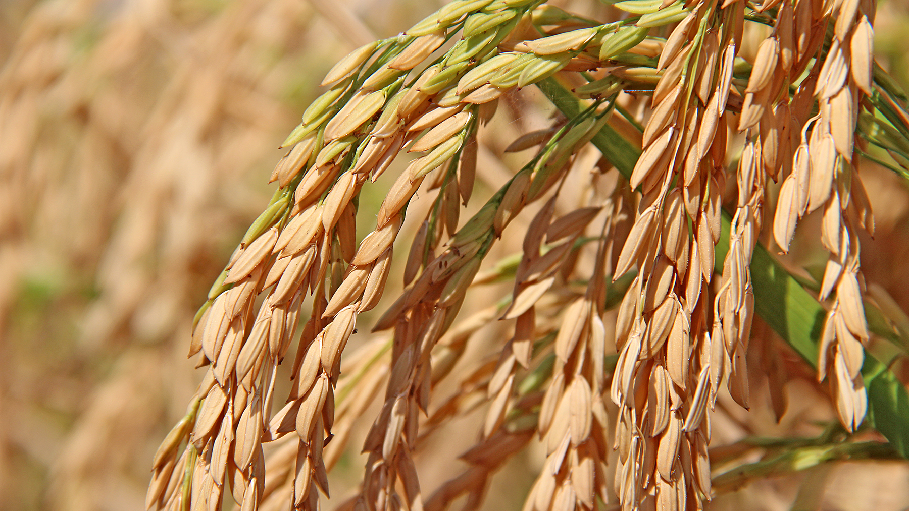 Rice Heads