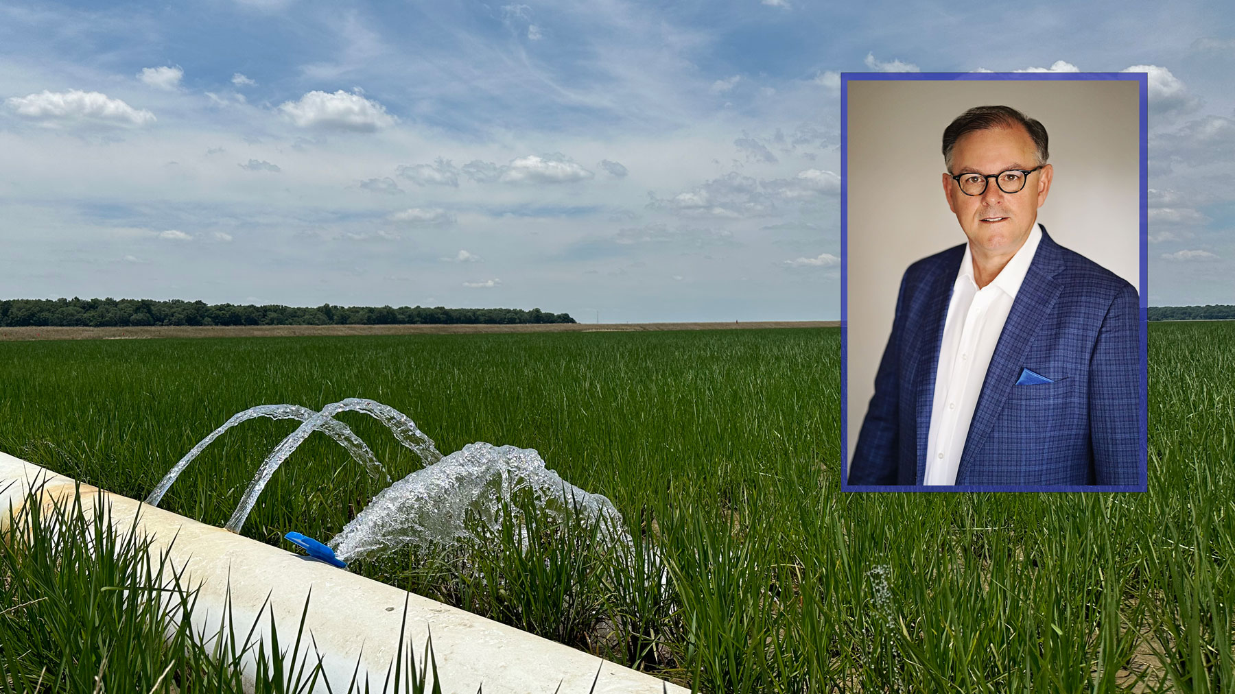 Rice field irrigated with multiple inlet irrigation through a poly pipe. Inset, photo of Jeff Tarsi.