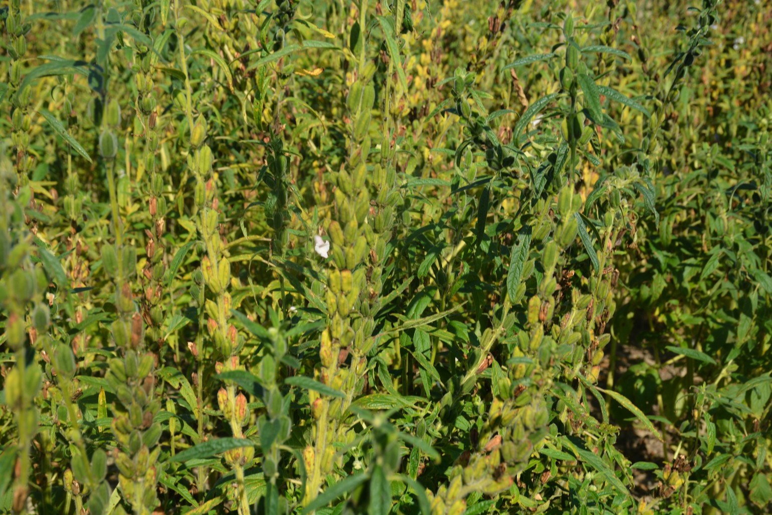 John_Hart_Farm_Press_Sesame_2022.jpg
