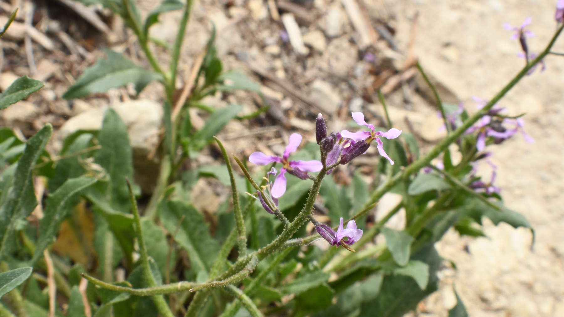 blue mustard plant in bloom