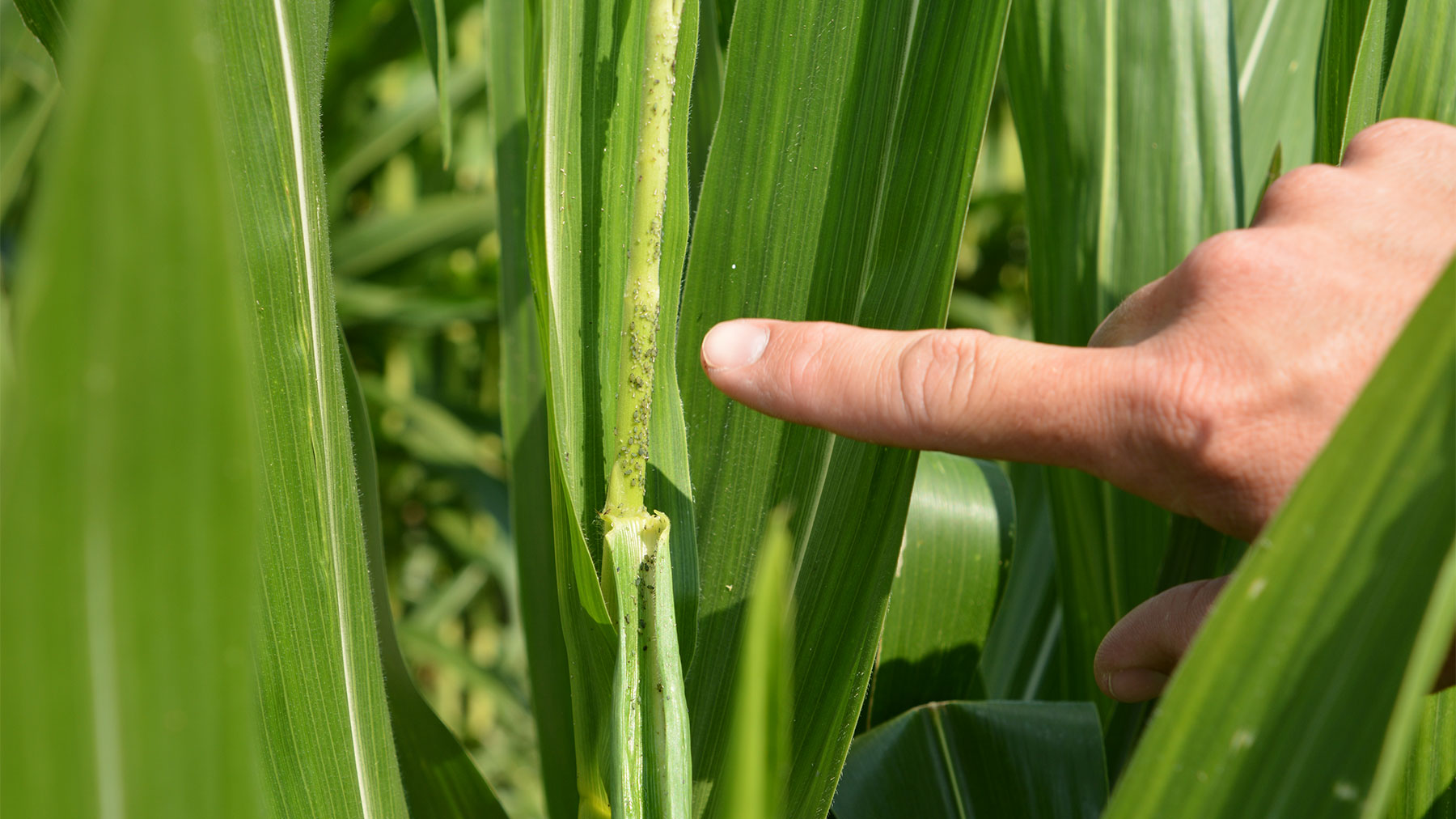 A finger pointing to small specks on a corn plant