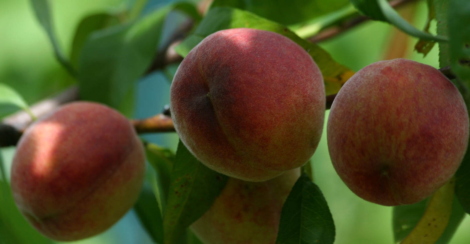 Peaches on tree