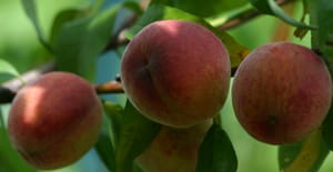 Peaches on tree Peaches on tree