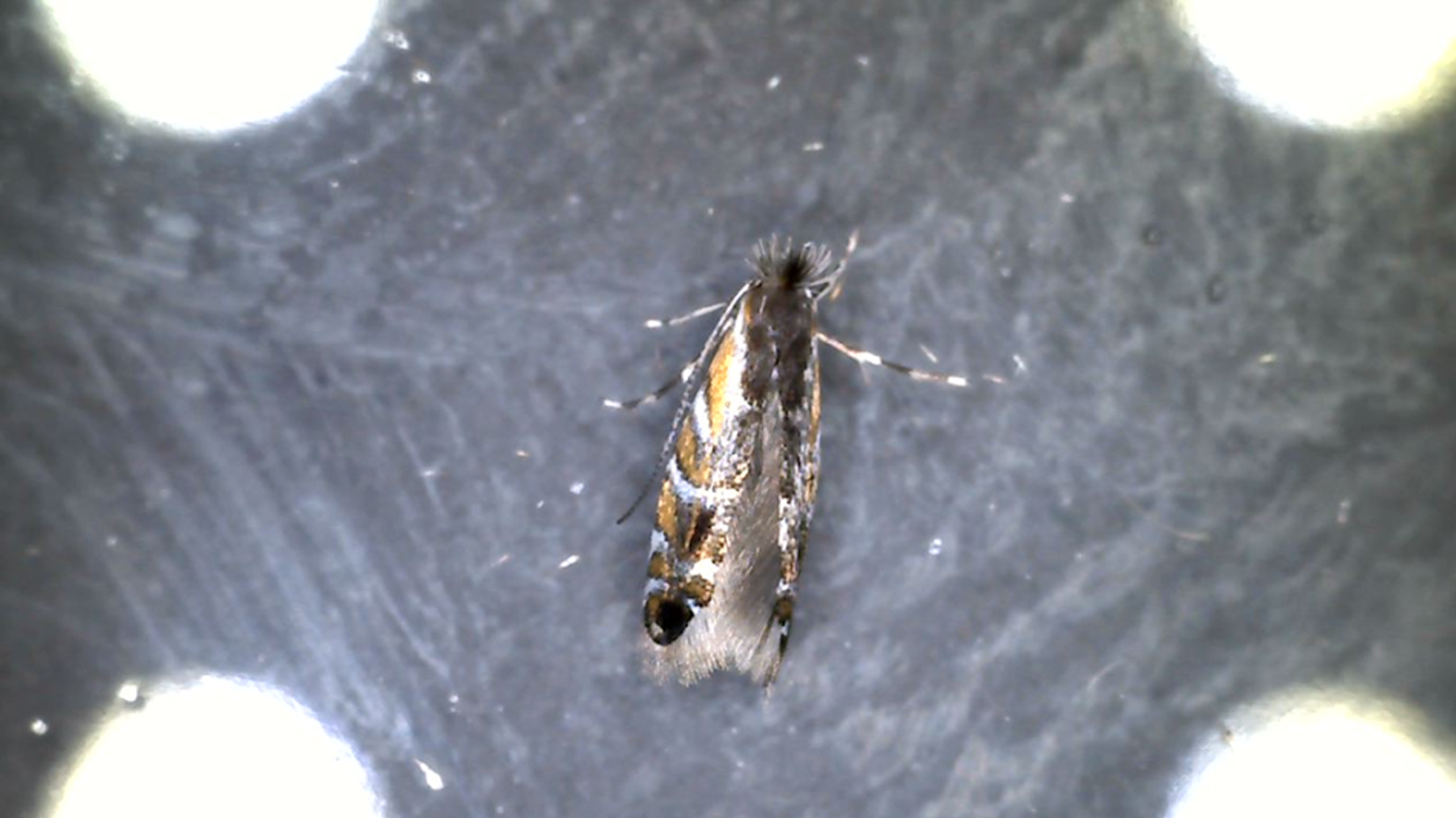 Soybean tentiform leaf miner 