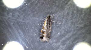 Soybean tentiform leaf miner Soybean tentiform leaf miner