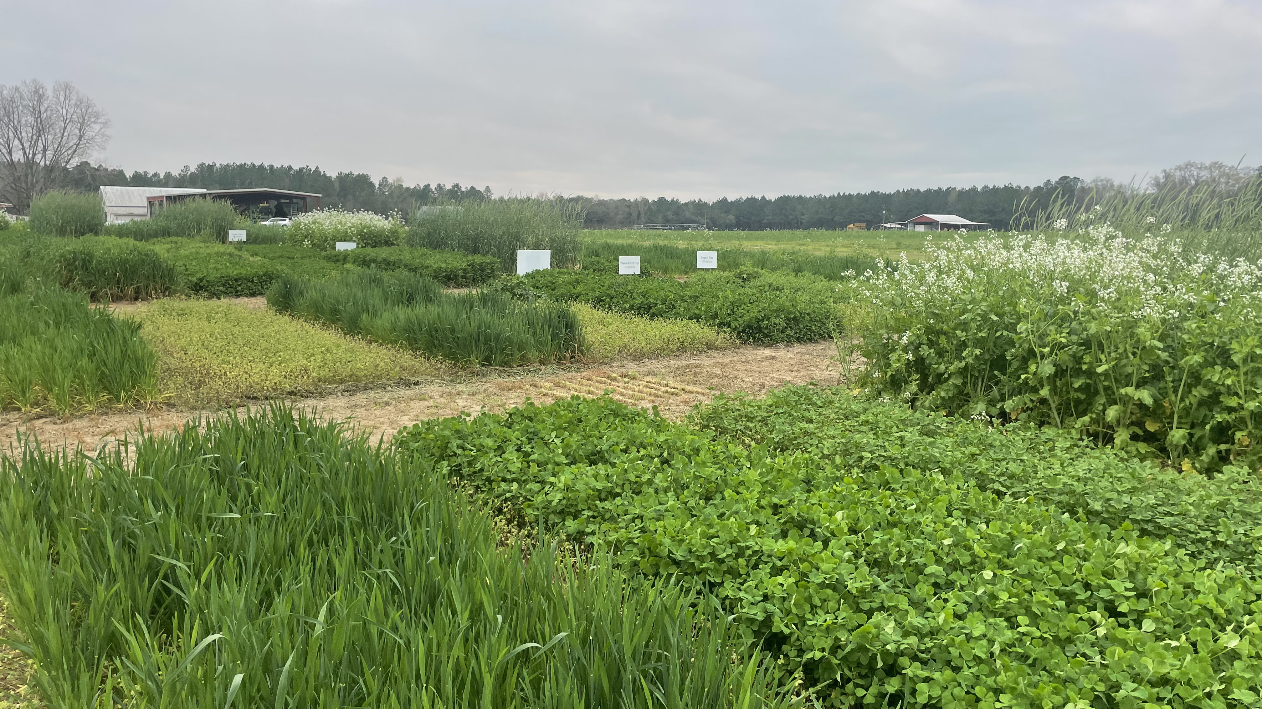Cover crop plot