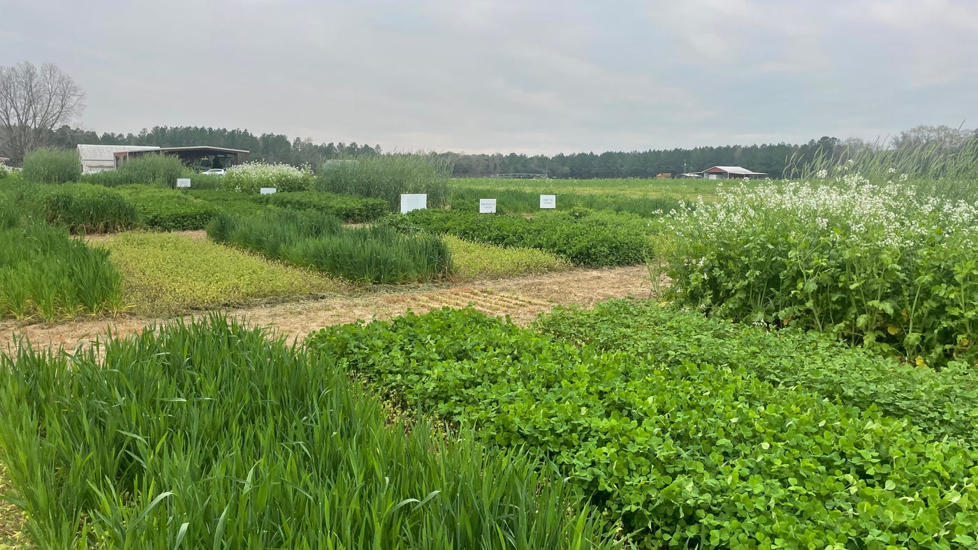 Cover crop plot Cover crop plot