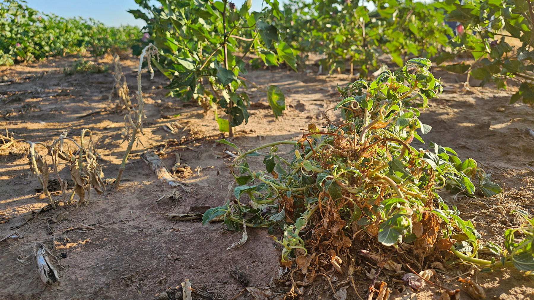 cotton, weeds