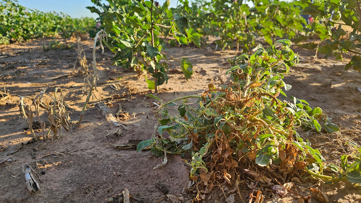cotton, weeds cotton, weeds