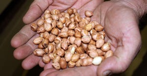peanut-shelling-plant-hands-2-a.jpg peanut-shelling-plant-hands-2-a.jpg