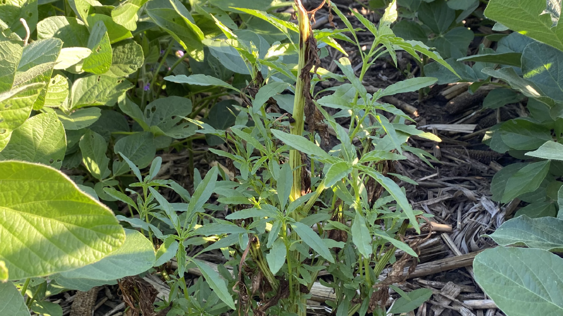Effective weed control strategies