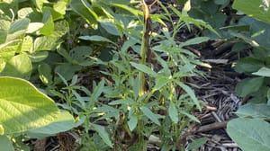 Effective weed control strategies Effective weed control strategies