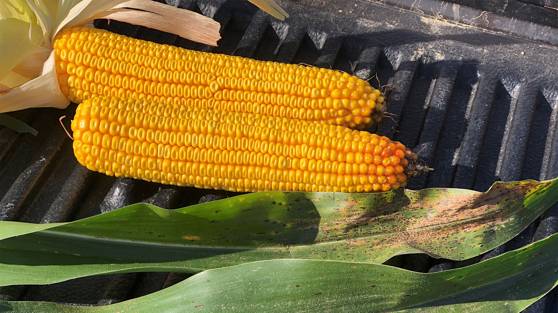 Two full ears of corn at the dent stage lying next to corn leaves with black dots and brown spots indicative of tar spot