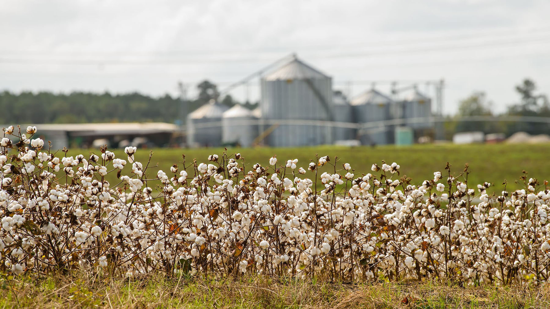 South Carolina Boll Weevil Eradication