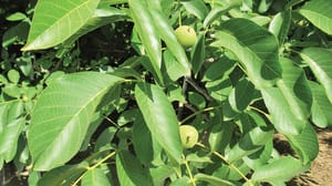 walnut tree walnut tree