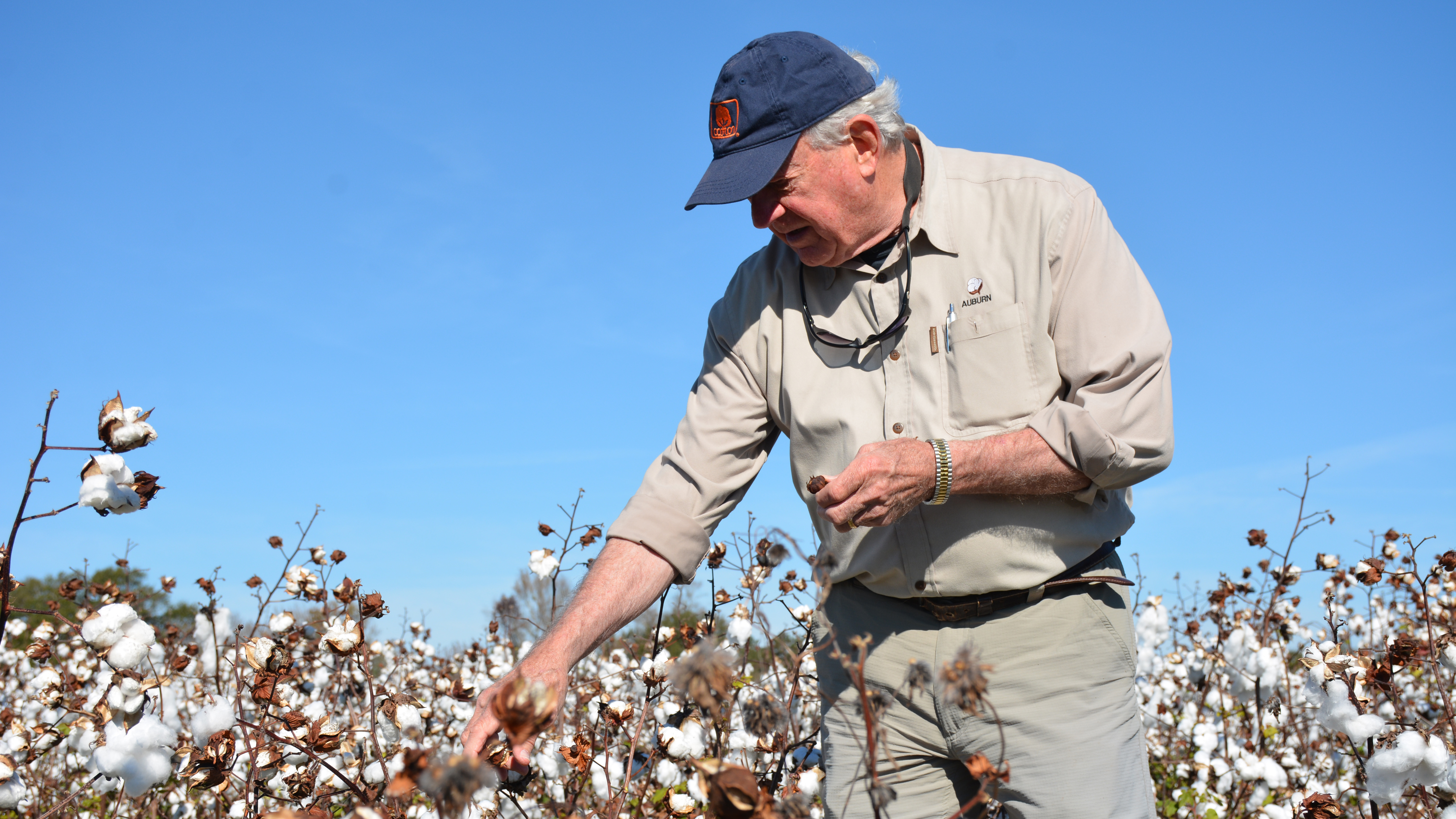 Man in a baseball hat examining cotton in field.