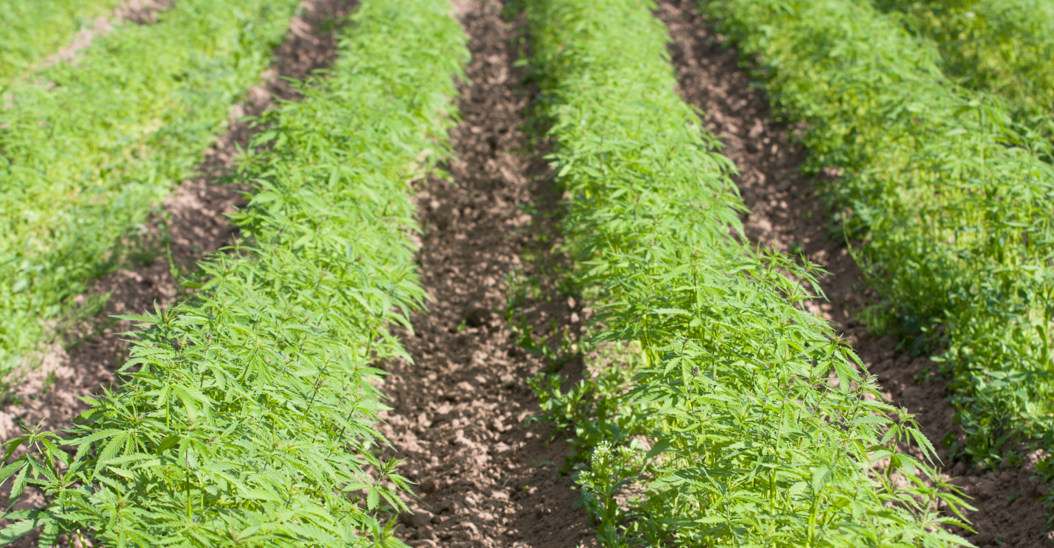 Hemp field Getty611887262.jpg.png