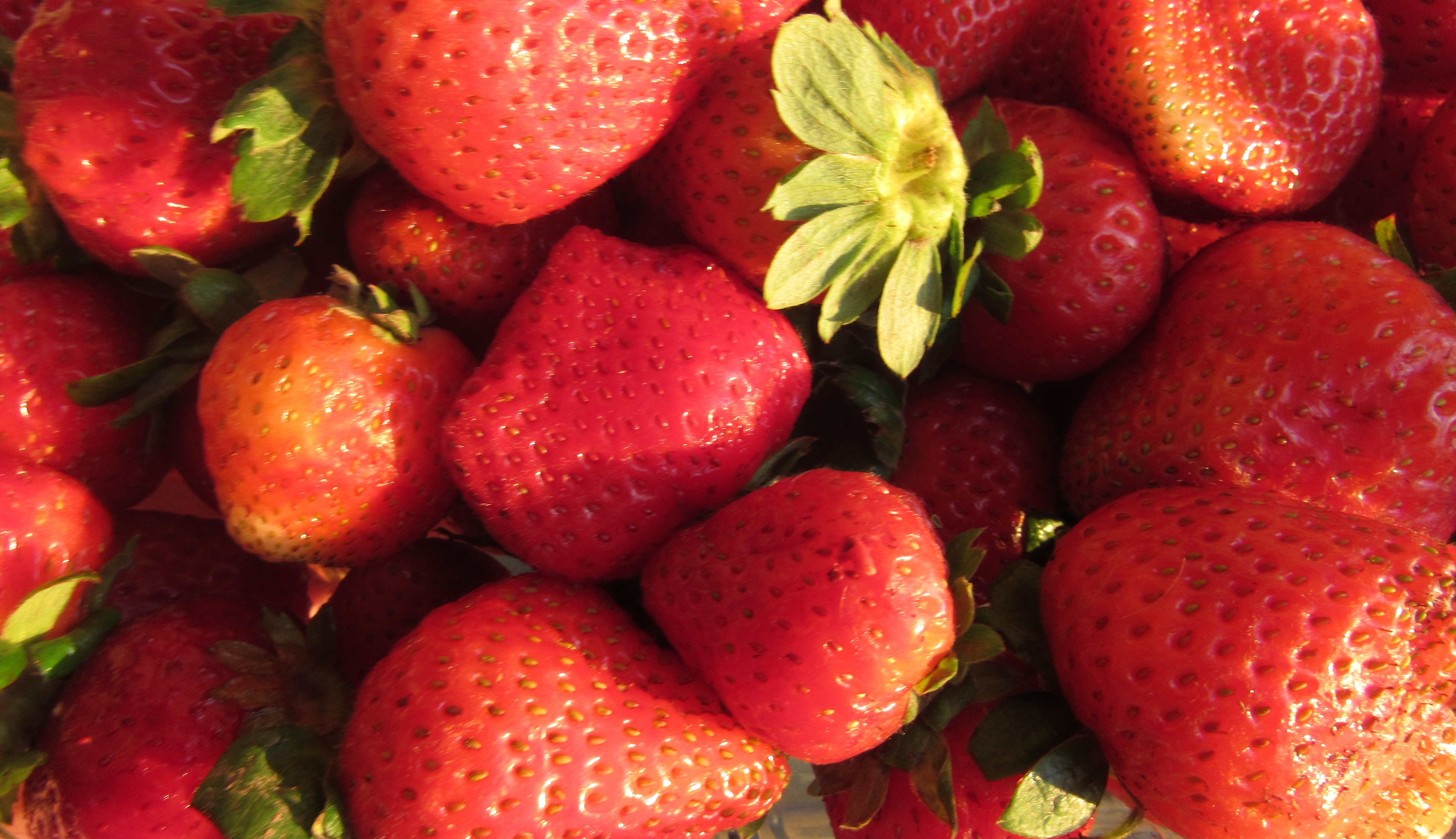 WFP-hearden-strawberries.JPG