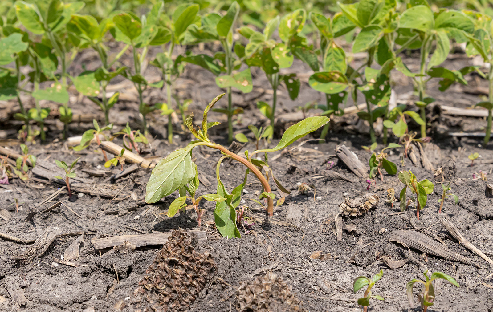 waterhemp weed