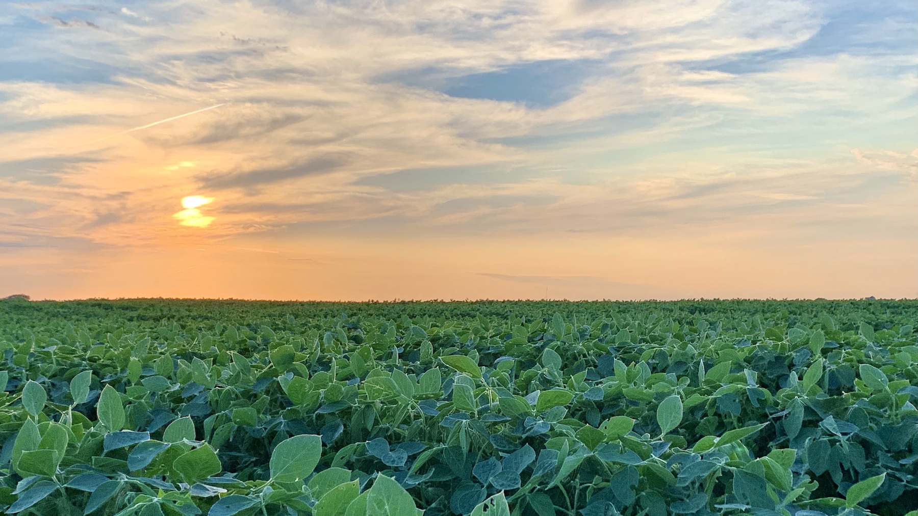 soybeans