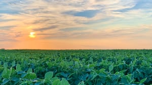 soybeans soybeans