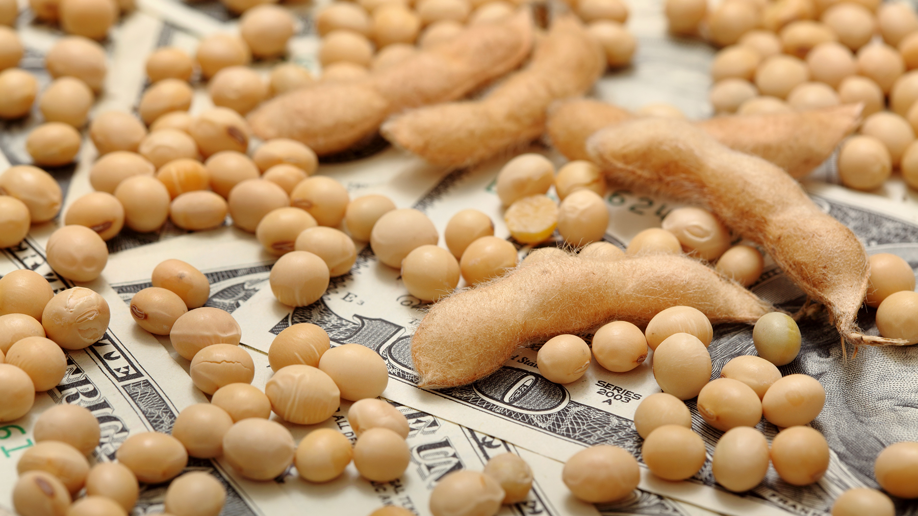 Soybeans and pods on money