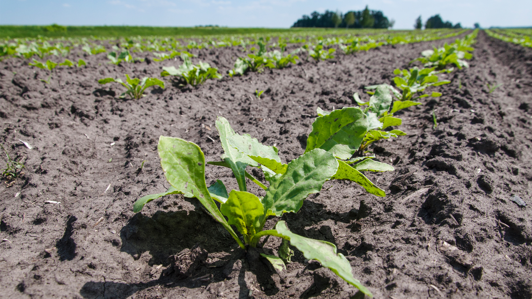 young plants in a field