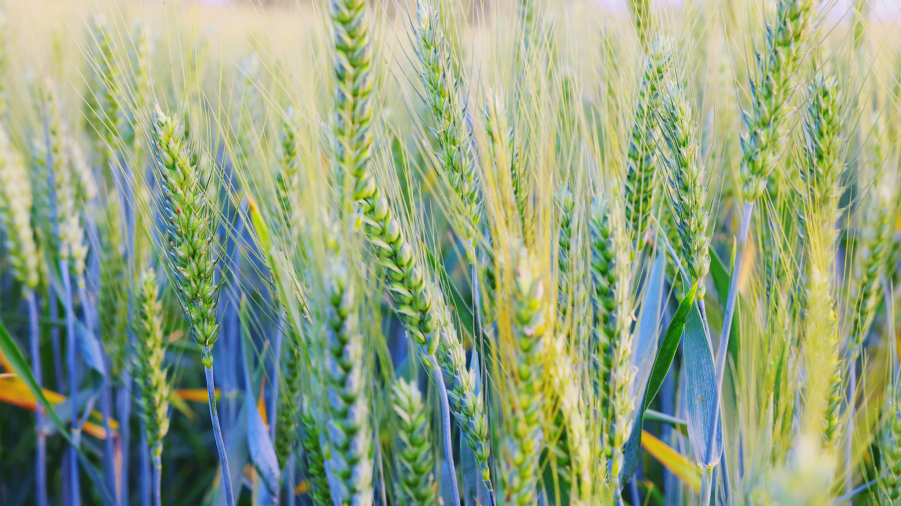 wheat field