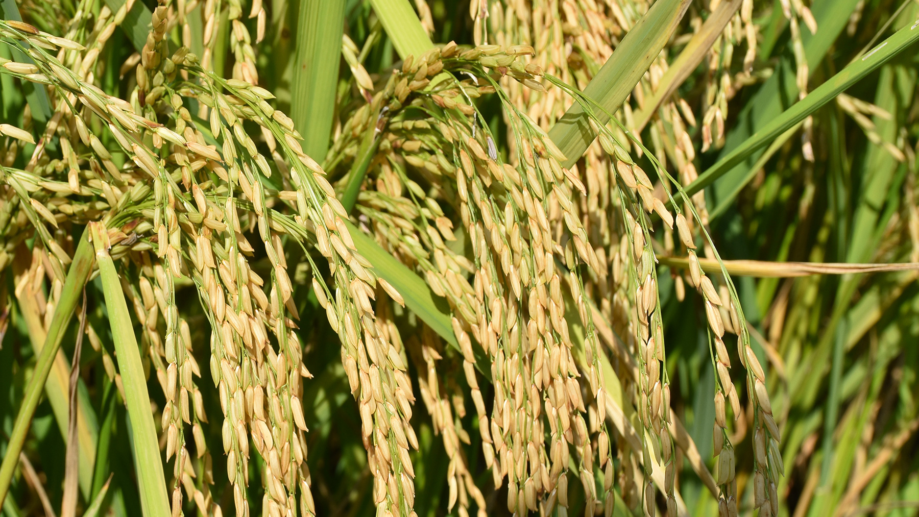 Rice