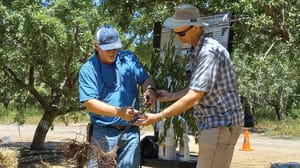 Sample an almond branch for phytophthora Sample an almond branch for phytophthora