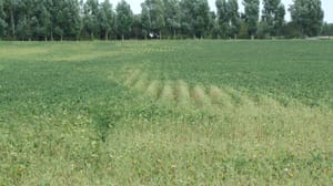 Defoliated soybeans Defoliated soybeans
