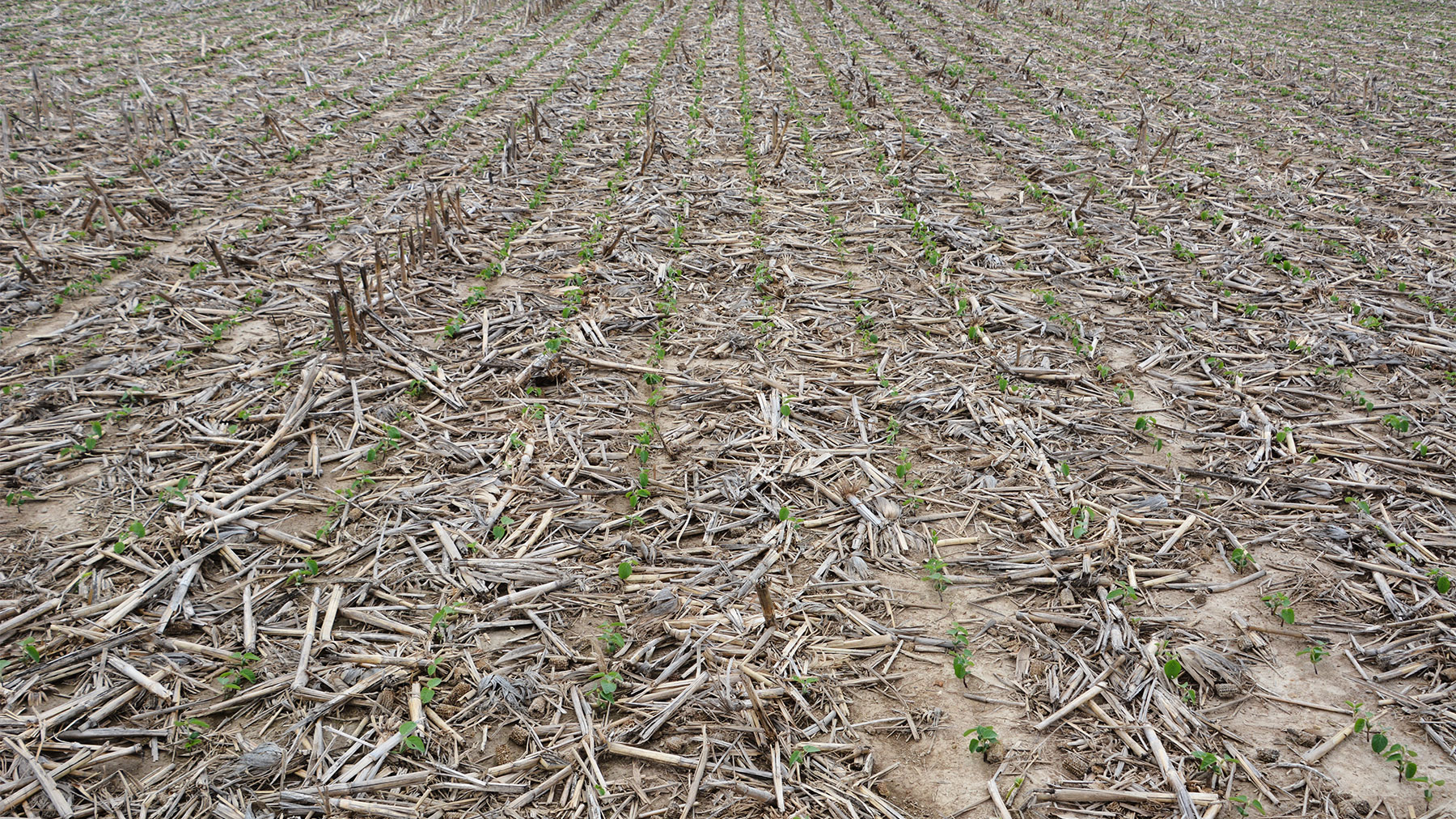 A soybean field with seedlings sprouting through residue