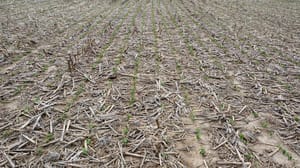 A soybean field with seedlings sprouting through residue A soybean field with seedlings sprouting through residue
