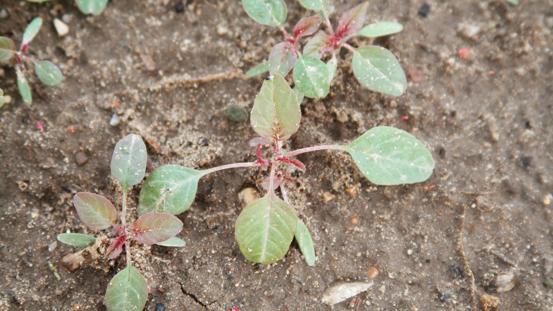 Waterhemp weeds growing on soil surface