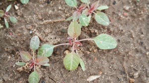 Waterhemp weeds growing on soil surface Waterhemp weeds growing on soil surface