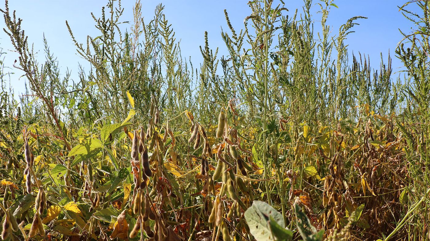 Weeds growing in a soybean field Weeds growing in a soybean field