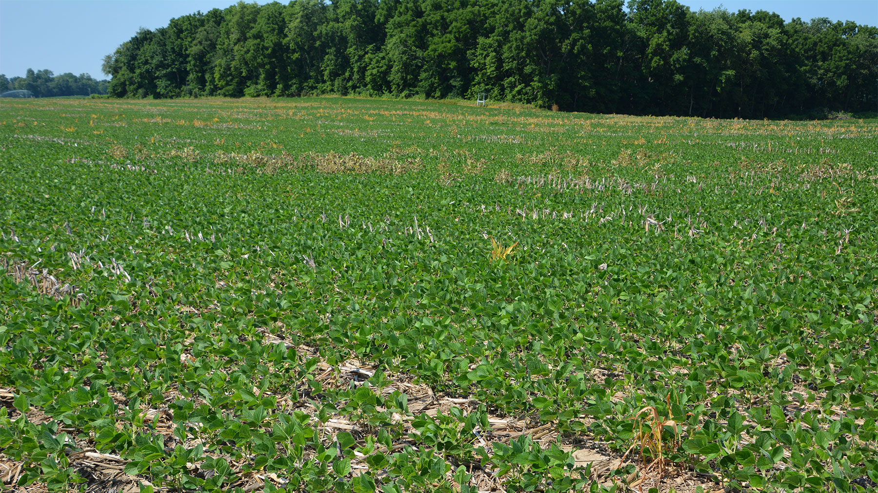 Soybean field