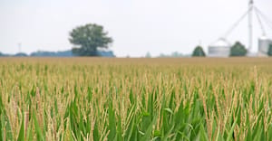 corn-field-2106-staff-dfpcopy.jpg corn-field-2106-staff-dfpcopy.jpg